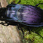 Notched-mouth Ground Beetle
