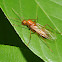 Carpenter ant (male)
