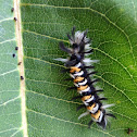 Milkweed tussock caterpillar
