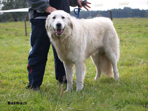 Kuvasz1.jpg