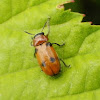 short-horned leaf beetle