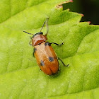 short-horned leaf beetle