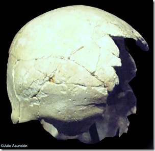 Cráneo encontrado en la cova Beneito