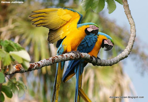 动物图片animal Pictures 蓝喉金刚鹦鹉 Blue Throated Macaw Ara Glaucogularis