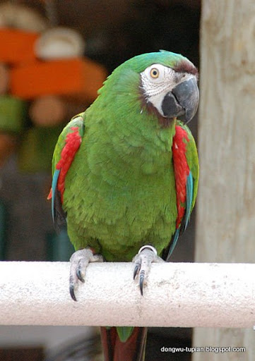 动物图片animal Pictures 栗额金刚鹦鹉 Chestnut Fronted Macaw Ara Severa