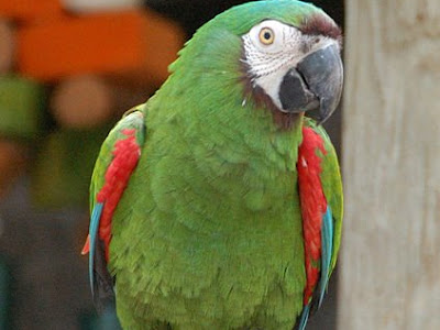 [新しいコレクション] macaw 動物 265057-Macaw 動物 読み方