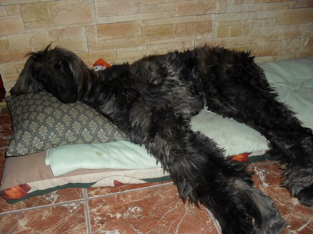 Alisha%20001.jpg