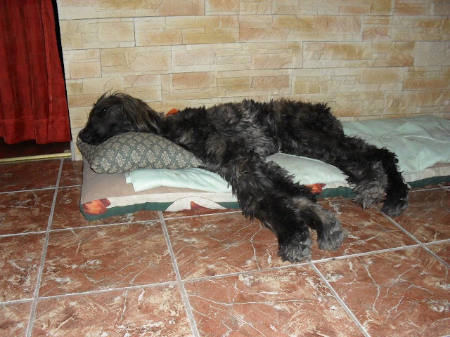 Alisha%20004.jpg