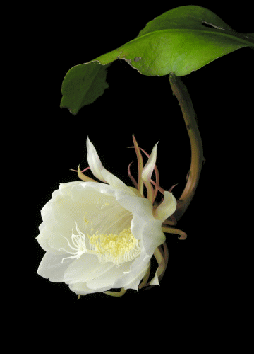 ROSA.png