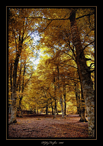 bosque_01.JPG
