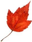 red-leaf