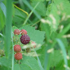 North American Black Rasberry