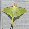 Luna Moth