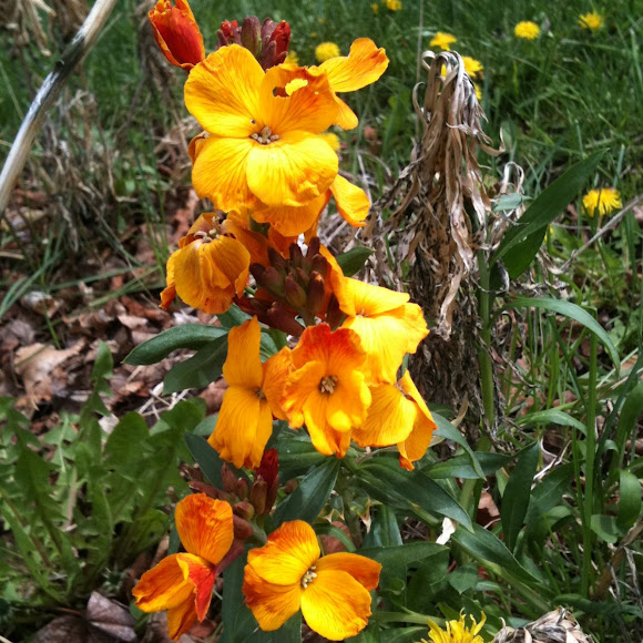 Wallflower Project Noah