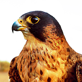 Falcon by Michael John Paulino - Animals Birds