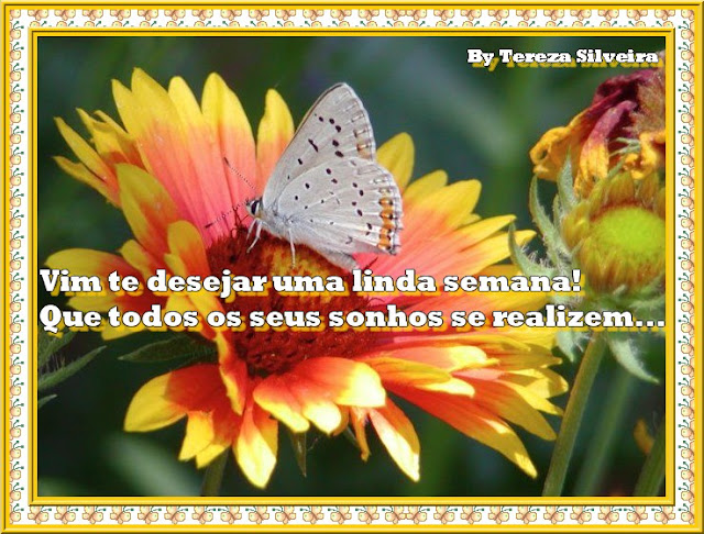 butterfly_01.jpg