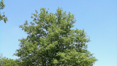 Monterrey Oak Root System