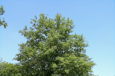 monterrey oak tree growth rate