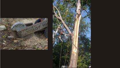 certified tree care austin reviews
