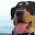 Silbato para perros Download on Windows