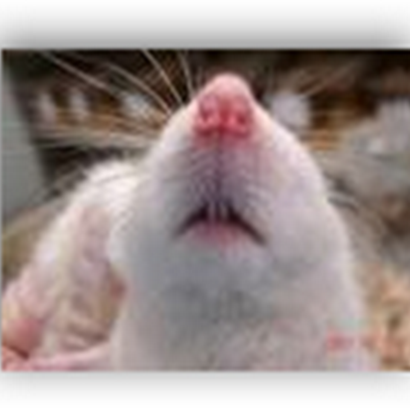 Rats Are Getting Teeth Re-Implanted With Stem Cells and Same Technology Can Be Used for Replacement Teeth