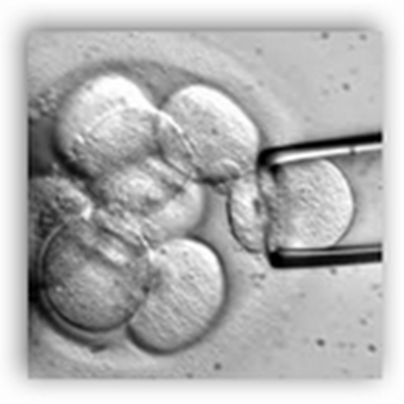 Federal Appeals Judge Rules Stem Cell Research Funding Can Proceed