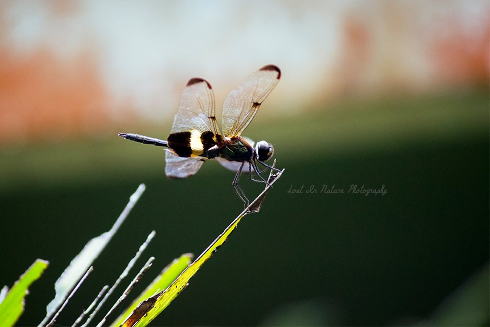 Variegated Flutterer