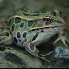 Northern Leopard Frog