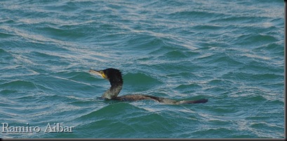 cormoran grande 1
