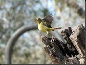 goldencrownedwarbler [800x600]