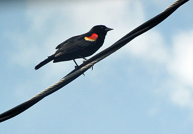 [redwingedblackbird2[3].jpg]