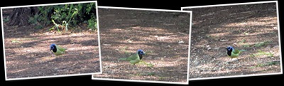 View Green jays
