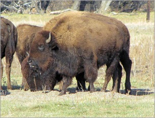 Buffalo2