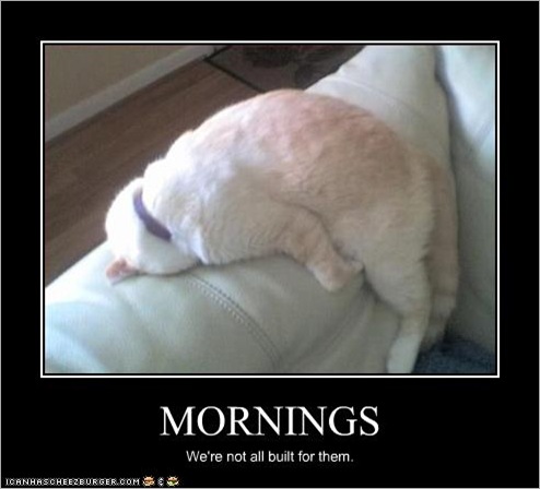 funny-pictures-cat-hates-mornings