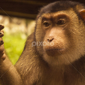tenyom by Trias PhotoHape - Animals Other Mammals