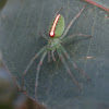 Slender Green Orb weaver