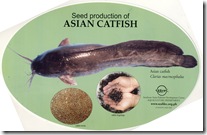 Seed Production of Asian catfish