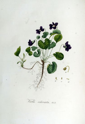 Viola odorata,
banafsha,
English violet,
florist's violet,
garden violet,
nioi-sumire,
sweet violet,
Viola mammola,
Violette Des Jardins