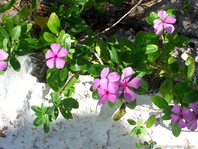 [progresso mayan ruins 129[8].jpg]