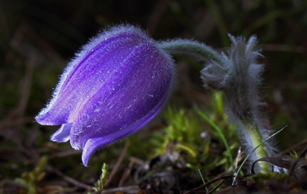 Pasque flower