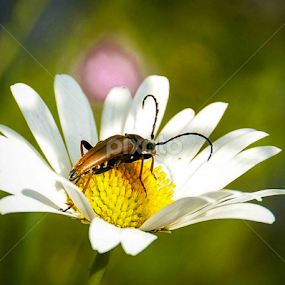 The little cockroach by Kati Raileanu - Animals Insects & Spiders