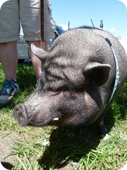 Alistair the pig 048