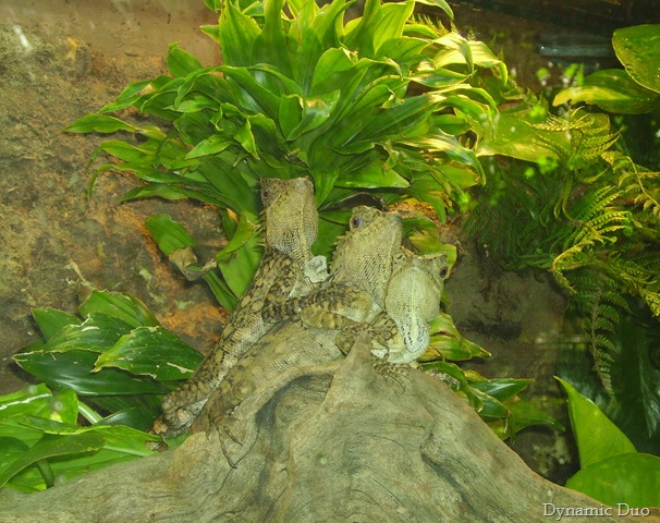 [lizards, three hanging out[3].jpg]
