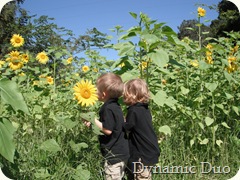 sunflower love from the boys, too! (3)