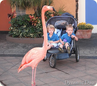 flamingoes walking  (2)