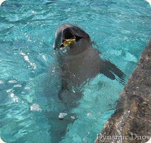 dolphin playing with a leaf, too cute!!!