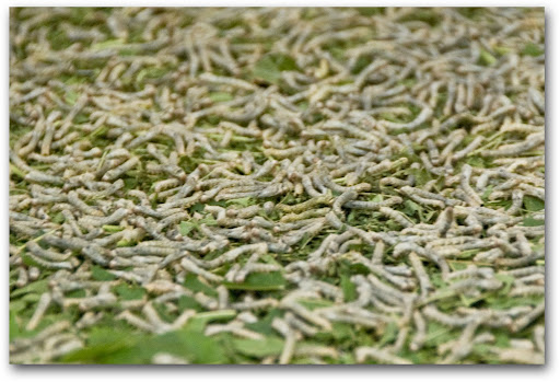 Silkworms