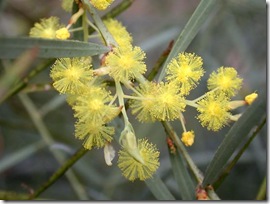 Acacia.iteaphylla.