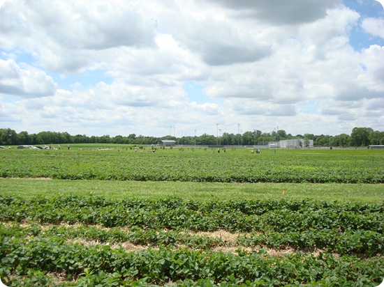 strawberry fields Indiana