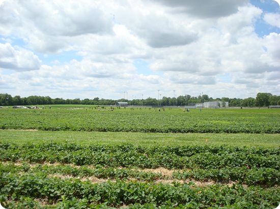 strawberry fields Indiana 